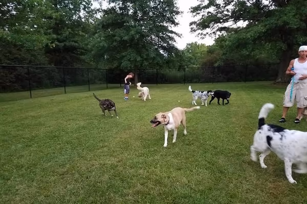 Grange Park Dog Park photo 2